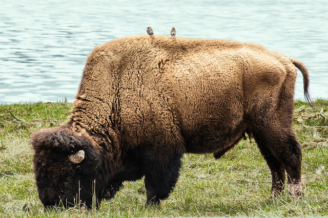 Perched on a Bison