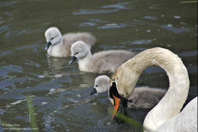 Cygnets in the Local Pond