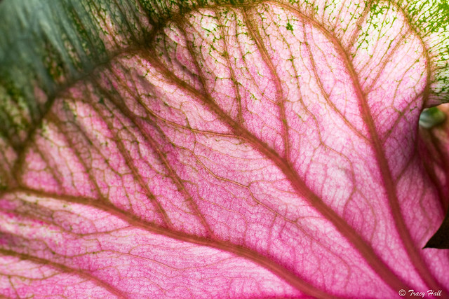 Caladium Leaf - a photo on Flickriver