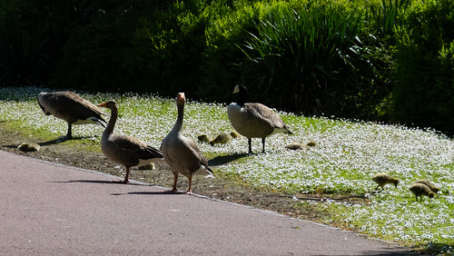 Mixed dining - two gosling species