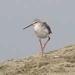 spotted-redshank10