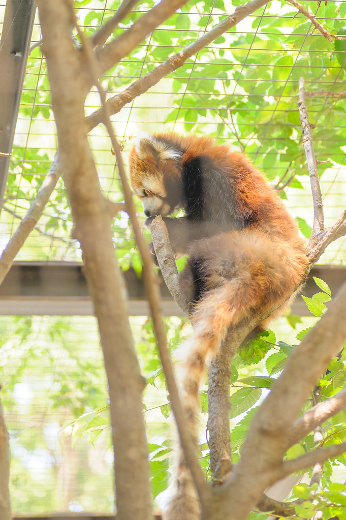 20200517-DS7_4269.jpg | シセンレッサーパンダ, Red Panda, 夢見ヶ崎