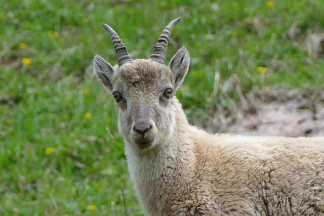 05.18.20.Bouquetin - Alpine ibex