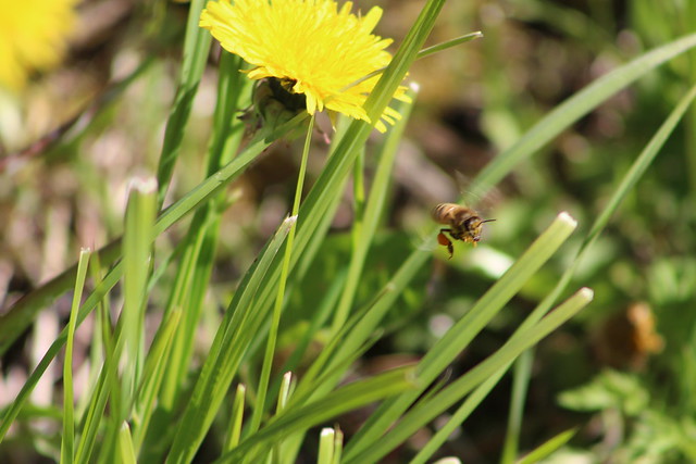 Head mesilaste päeva! / World Bee Day 20 May