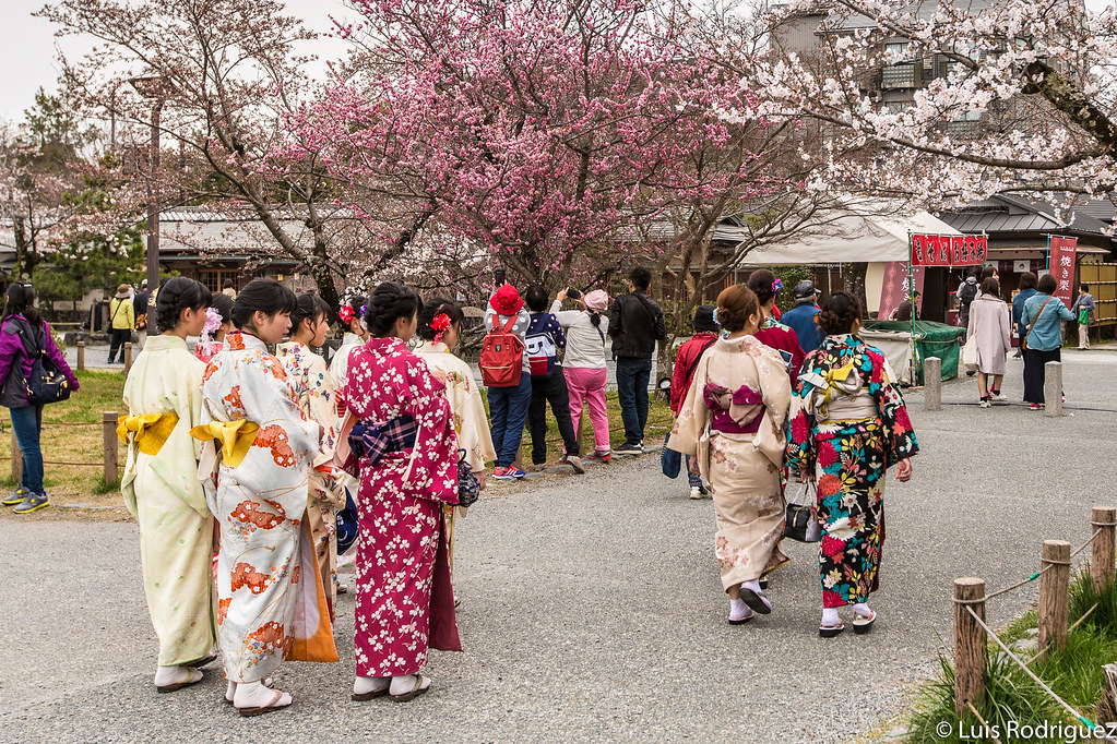 Chicas en kimono disfrutando de los sakura en Arashiyama, Kioto