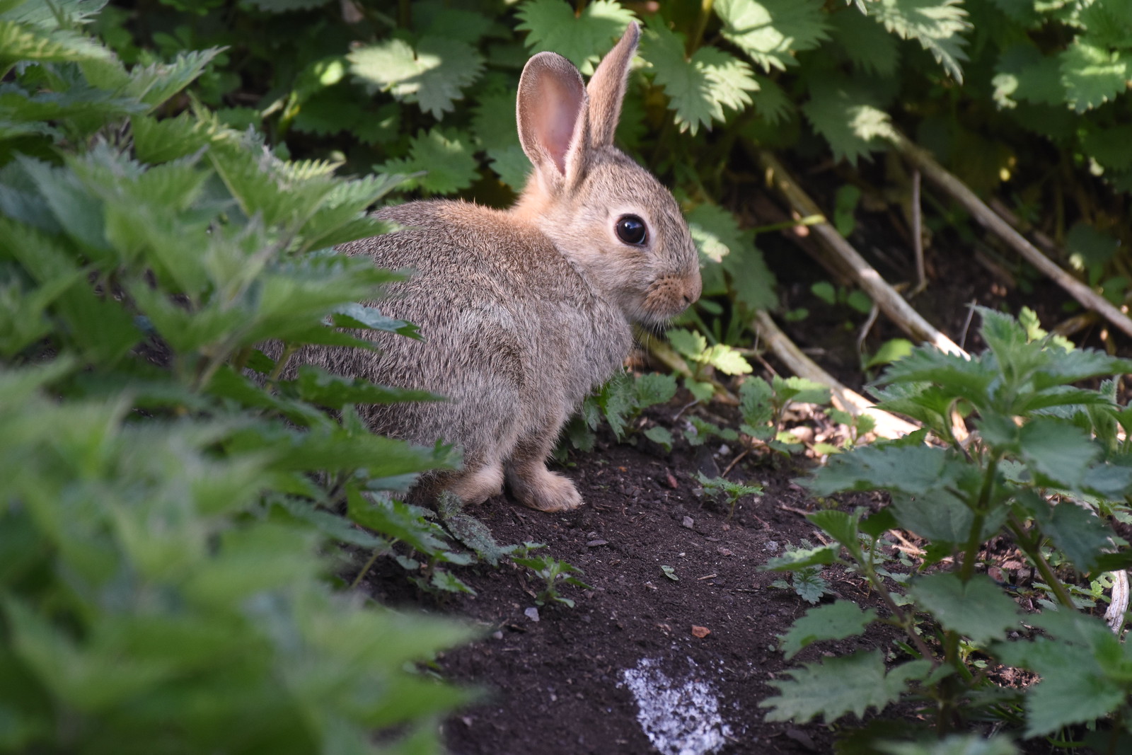 Suprr Rabbit Flickr Rabbits | Flickr