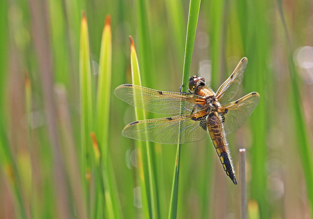 Four Spotted Chaser - Michael Bird