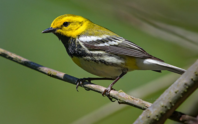 Unwavering Warbler