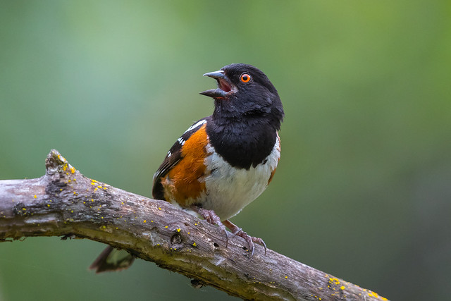 Spotted Towhee (X05_8611-1)