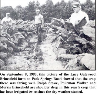 Lucy Gatewood Brincefield Farm 1983