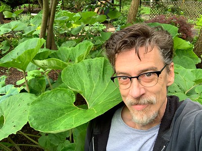 Despite the shitty weather I’m working in my gardens. I’m in my Butterbur patch.