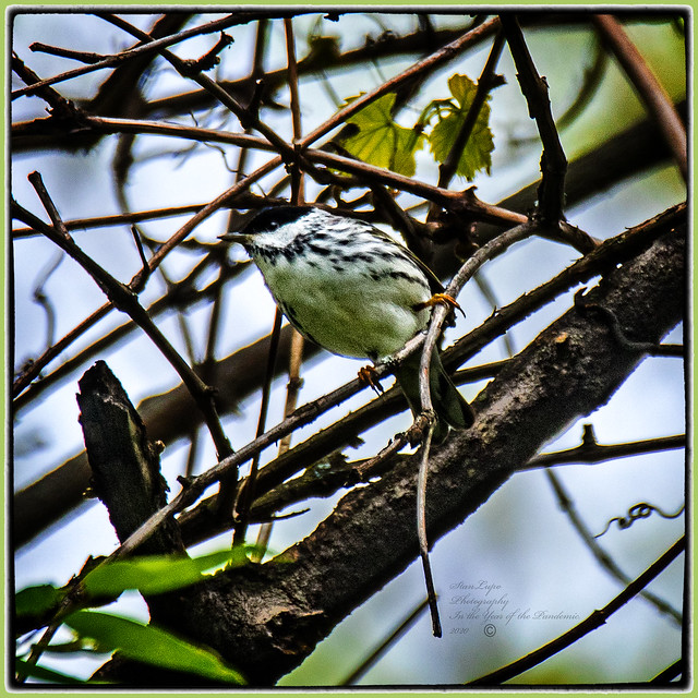 Blackpoll Warbler1_2020