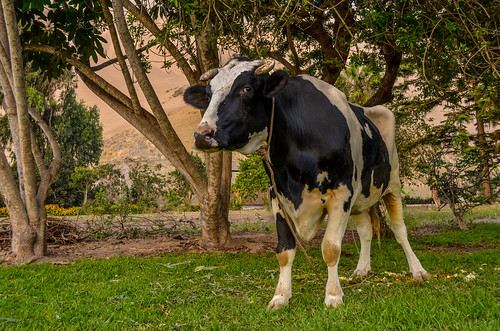 peru peruvian viaje conocer lima vaca cow animal road trip kirshna ecotrulypark