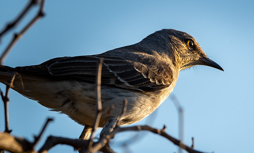 northernmockingbird bird mimuspolyglottos wildlife mockingbird oklahoma nature wildoklahoma