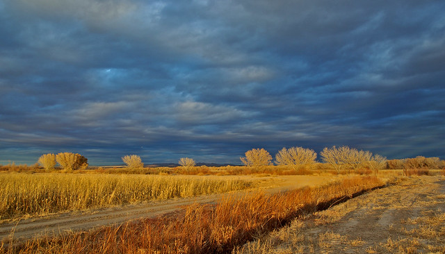Bosque del Apache National Wildlife Refuge in sunset light.  New Mexico, USA.