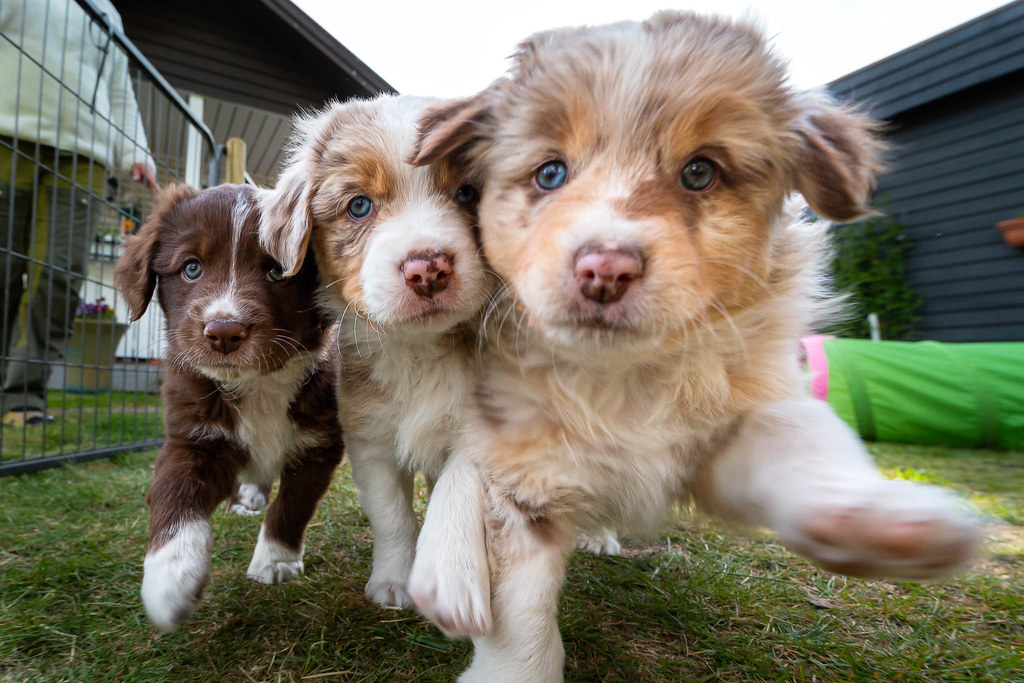 Puppies on the run