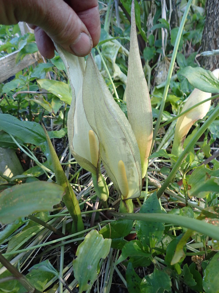 Arum aff.  concinnatum Crete