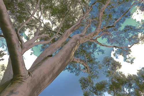 gumtree abstract tree nest art landscape manipulate curves autumn may 2020 bulla melbourne victoria australia canon g3x lockdown