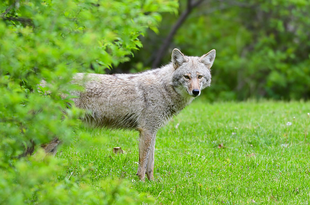 Female Coyote
