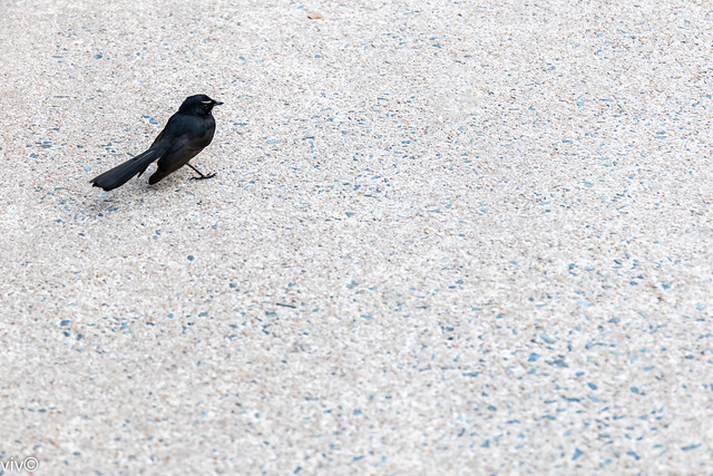 Curious Willie Wagtail in urban setting