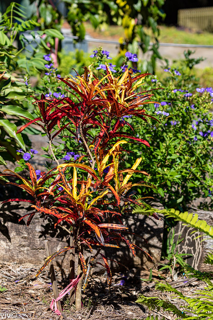 Pretty colours of Fire Croton