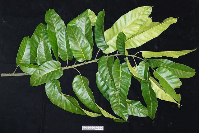 Artocarpus anisophyllus