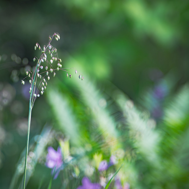 Blooming Grasses