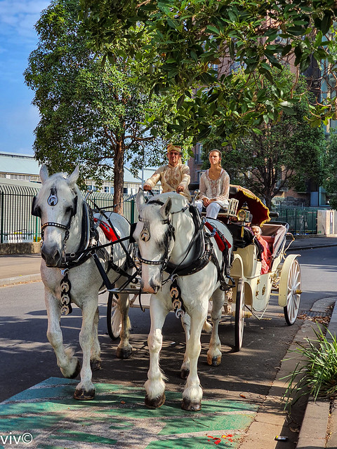 Horse drawn carriage for Hindu wedding, Sydney, Australia