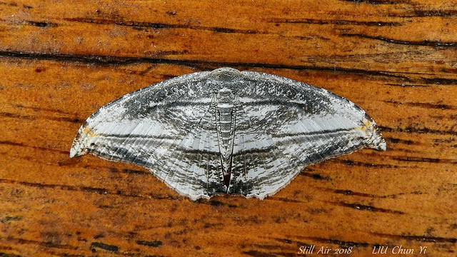 Moth in WildSumaco Lodge (EC-ABB-00010) (M00010)