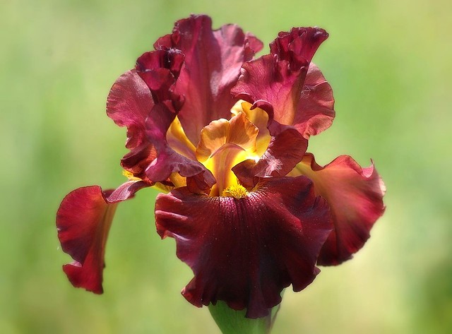 Iris flamboyant