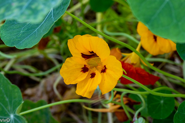 Pretty Nasturtium flower