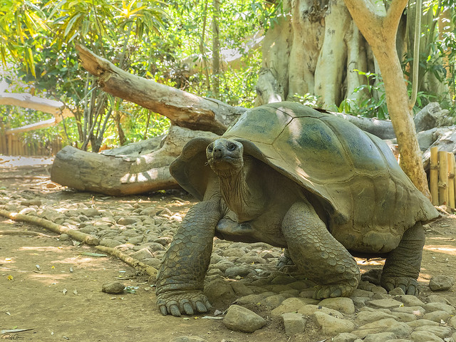 Aldabra giant tortoise - Aldabrachelys gigantea