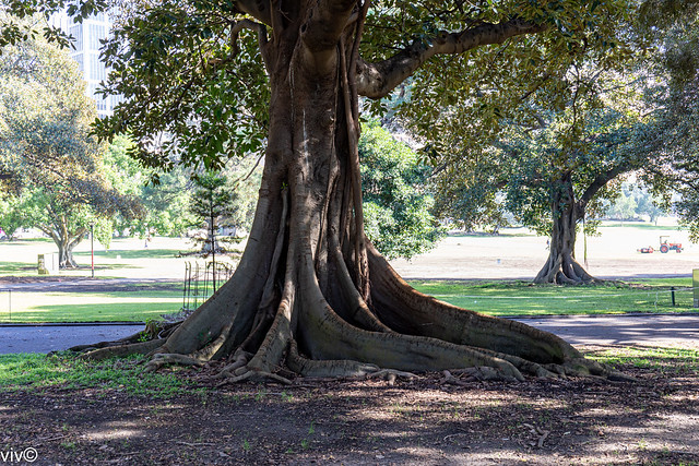 Striking Moreton Bay Fig tree with buttress and aerial roots