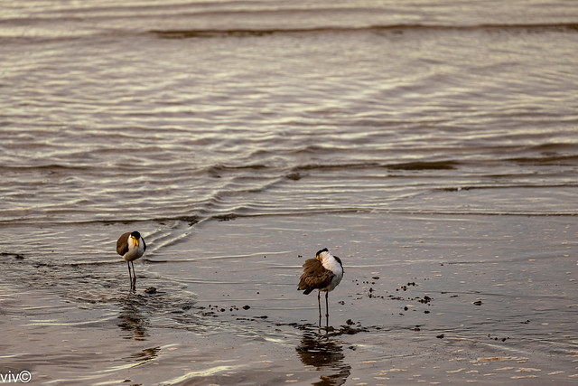 Curious Masked Lapwings on sea shore
