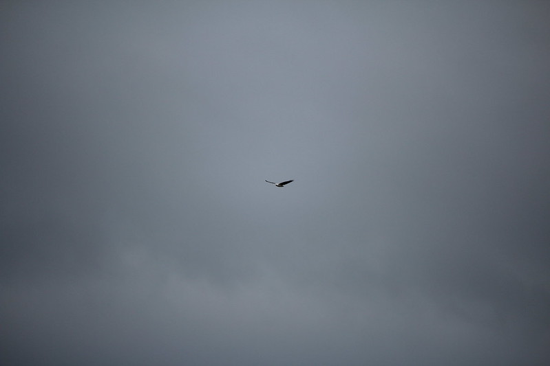 White-bellied Sea-Eagle (Haliaeetus leucogaster)