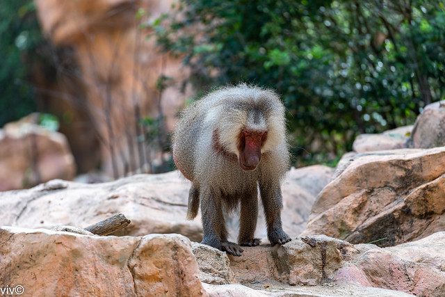 Curious large Baboon
