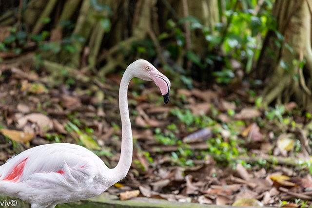 Bewildered Greater Flamingo