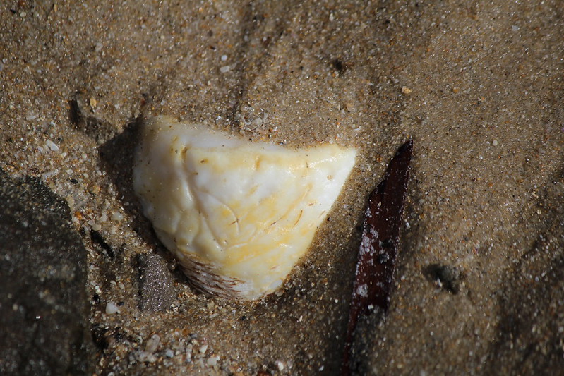 White Rock Clam (Cleidothaerus albidus)