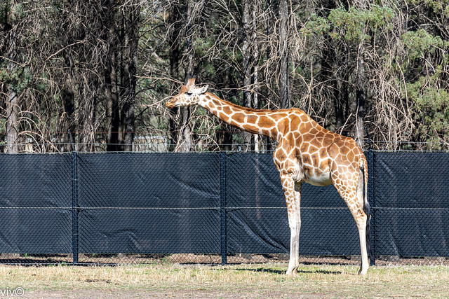 Curious juvenile Giraffe