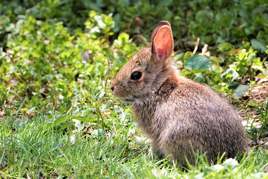 Lapin sauvage, en visite dans mon jardin! A wild rabbit visiting my garden. Au Québec; la lumière sur ses oreilles! So nice!