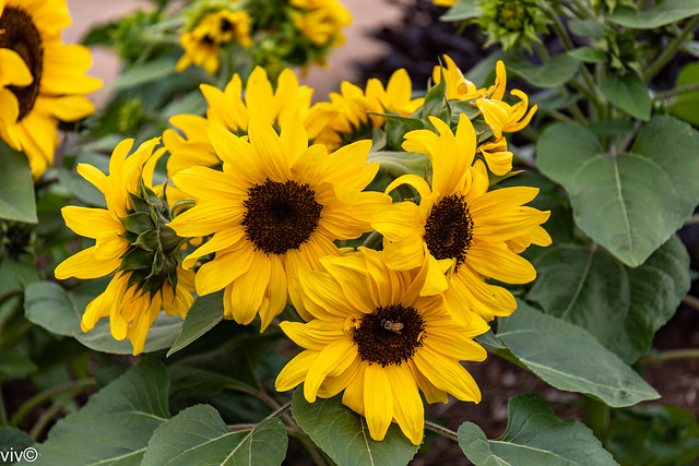 Lovely Sunflowers