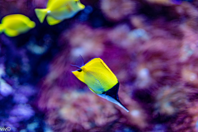 Pretty yellow longnose butterflyfish