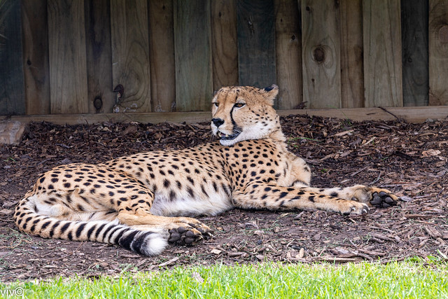 Attentive Cheetah