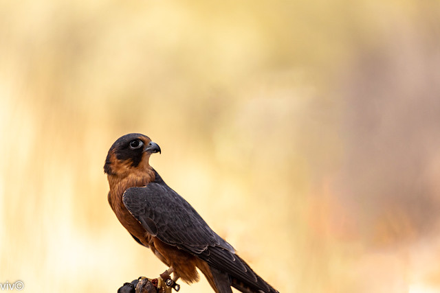 Cute Peregrine Falcon on alert