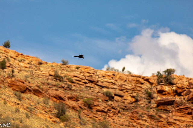 Black Kite cruising near cliffs using the wind to assist