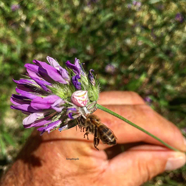 Amboss hunter, crabspider who catched a honeybee   Photo taken on the Biokovo mountains