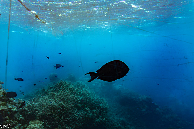 Surgeon fish midst waters of Great Barrier Reef, Off Cairns, Queensland, Australia
