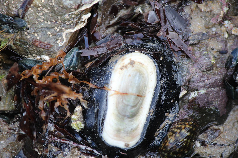 Elephant Snail (Scutus antipodes)