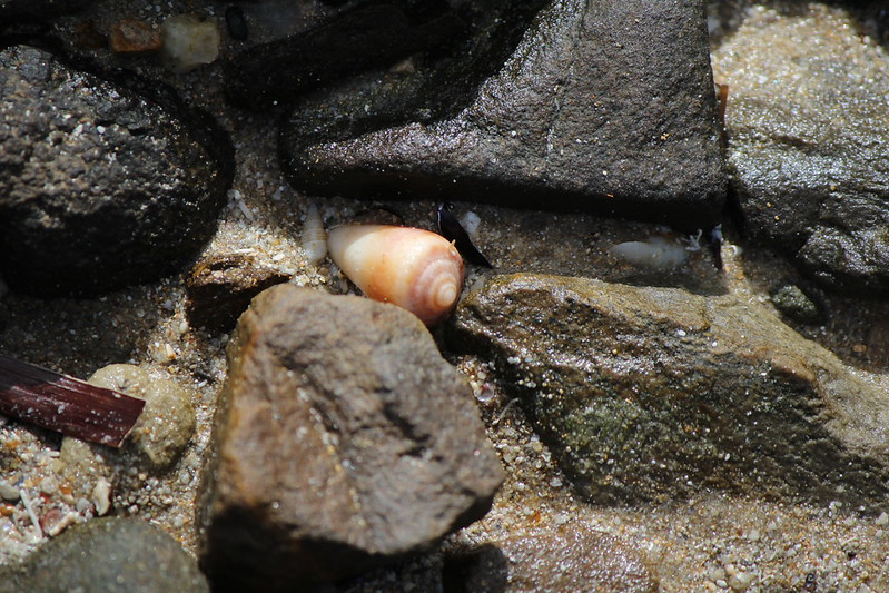 Anemone Cone (Conus anemone)