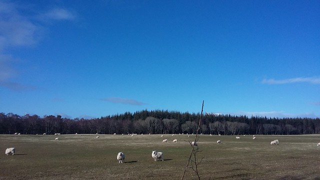 Sheep in Clephanton, March 2020